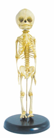 the-model-of-fetus-skeleton
